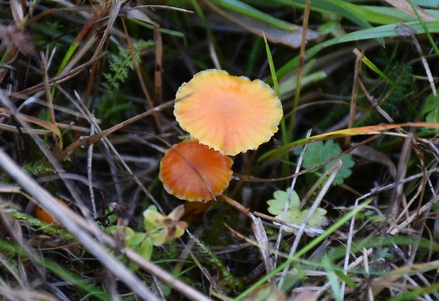 lúčnica blednúca Hygrocybe insipida? (J.E. Lange ex S. Lundell) M.M. Moser