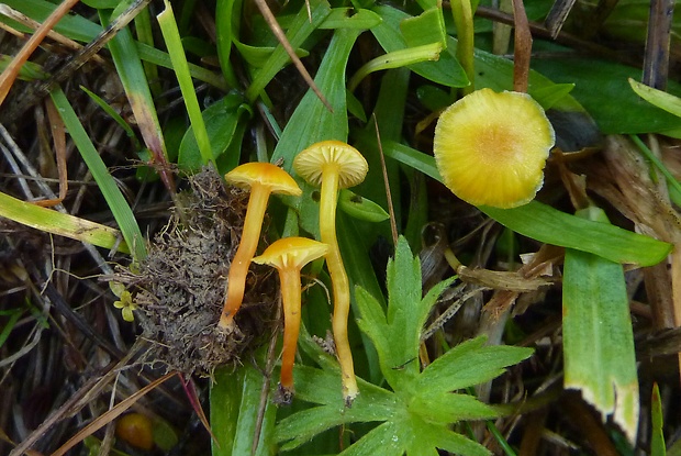 lúčnica blednúca Hygrocybe insipida (J.E. Lange ex S. Lundell) M.M. Moser