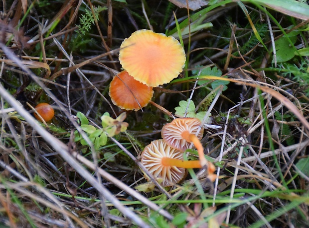 lúčnica blednúca Hygrocybe insipida (J.E. Lange ex S. Lundell) M.M. Moser