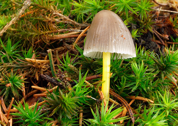 prilbička slizká želatínová Mycena epipterygia var. viscosa (Secr. ex Maire) Ricken