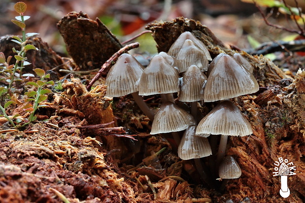 prilbička hnedosivá Mycena tintinnabulum (Paulet) Quél.