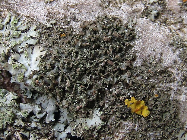 fyscia černastá Phaeophyscia nigricans (Flörke) Moberg