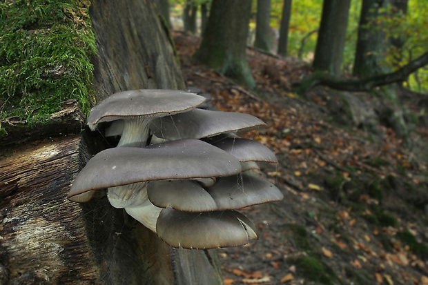 hliva ustricovitá Pleurotus ostreatus (Jacq.) P. Kumm.