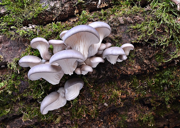 hliva ustricovitá Pleurotus ostreatus (Jacq.) P. Kumm.