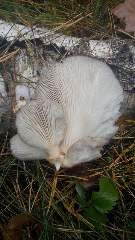 hliva Pleurotus sp.