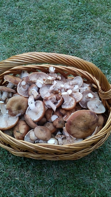 podpňovka Armillaria sp.