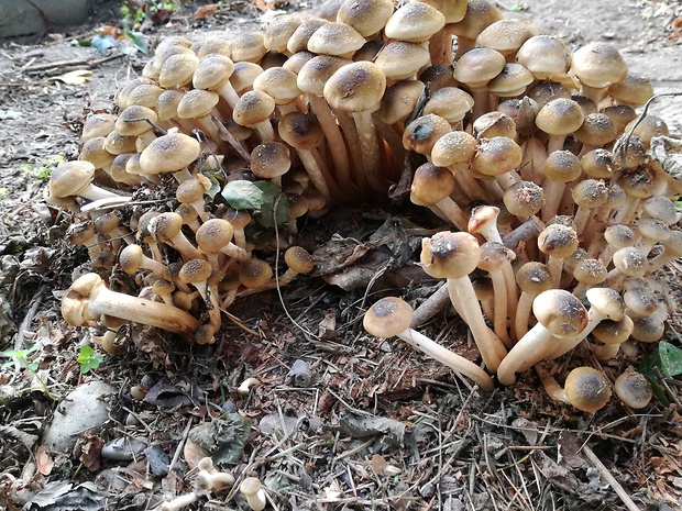 podpňovka obyčajná Armillaria mellea (Vahl) P. Kumm.