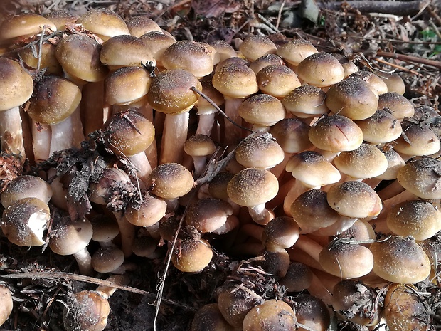 podpňovka obyčajná Armillaria mellea (Vahl) P. Kumm.