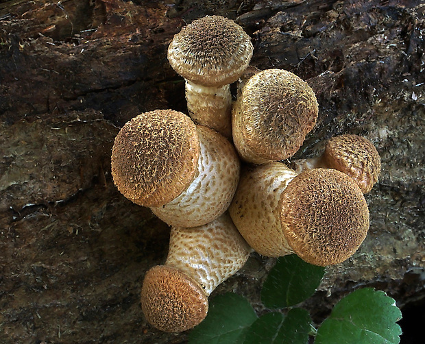 podpňovka tmavá Armillaria ostoyae (Romagn.) Herink