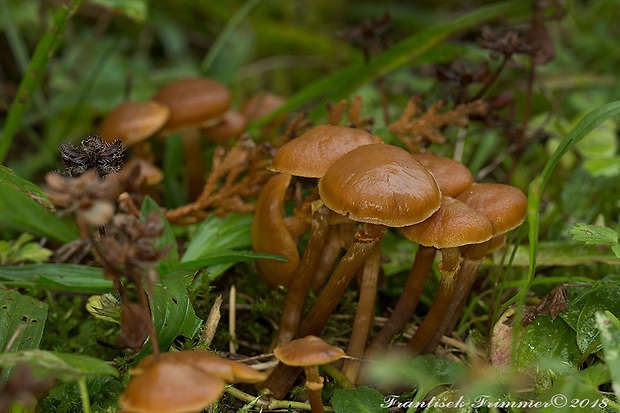 kapucňovka Galerina sp.