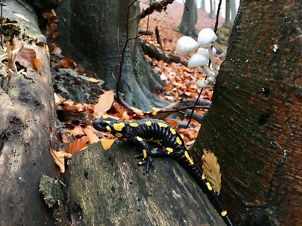 sliznačka obyčajná Mucidula mucida (Schrad.) Pat.