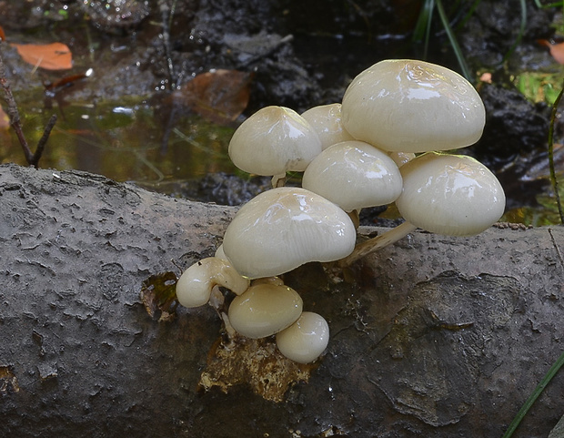 sliznačka obyčajná Mucidula mucida (Schrad.) Pat.