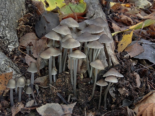 prilbička Mycena sp.