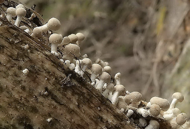 rohovinovka obyčajná Onygena equina (Willd.) Pers.