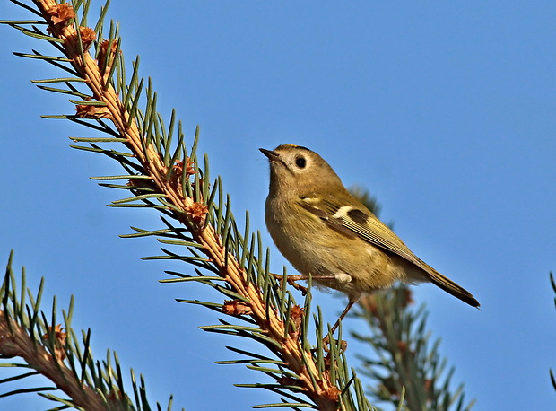 králiček zlatohlavý Regulus regulus