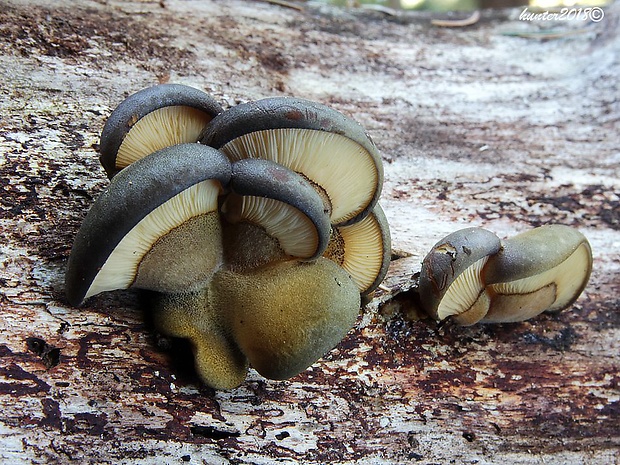 pňovka neskorá Sarcomyxa serotina (Pers.) P. Karst.