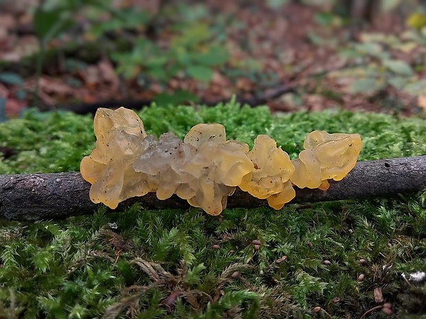 rôsolovka zlatožltá Tremella mesenterica Retz.