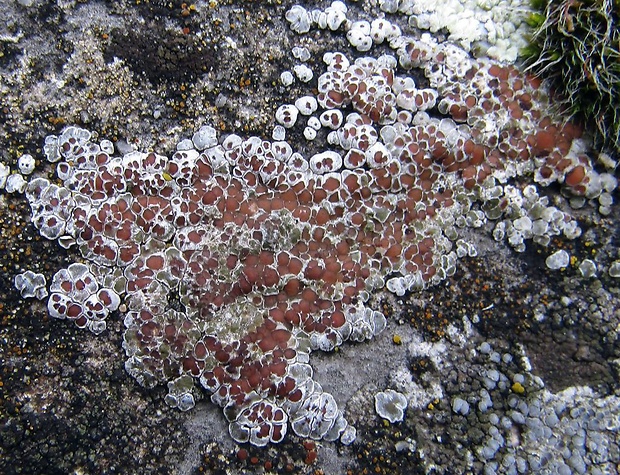 mnohospórovka sivoplodá Acarospora glaucocarpa (Ach.) Körb.