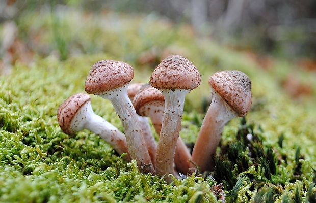 podpňovka Armillaria sp.