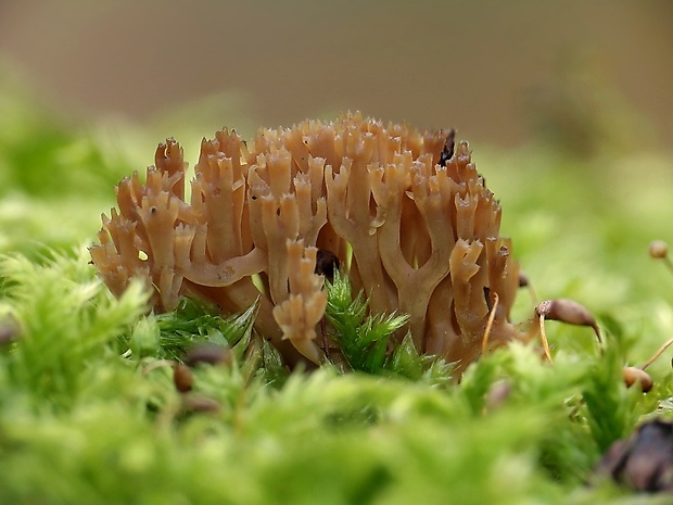 korunovec svietnikovitý Artomyces pyxidatus (Pers.) Jülich