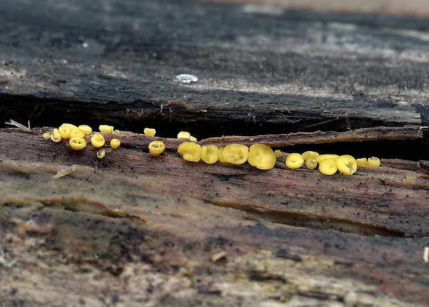 okrasník Bisporella sp.