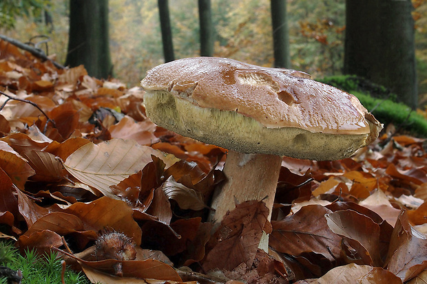 hríb smrekový Boletus edulis Bull.