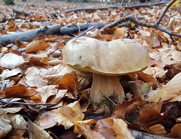 hríb smrekový Boletus edulis Bull.