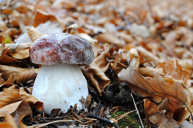 hríb sosnový Boletus pinophilus Pil. et Dermek in Pil.