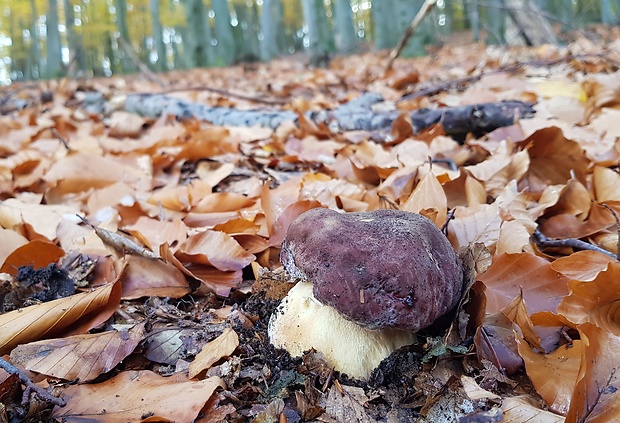 hríb sosnový Boletus pinophilus Pil. et Dermek in Pil.