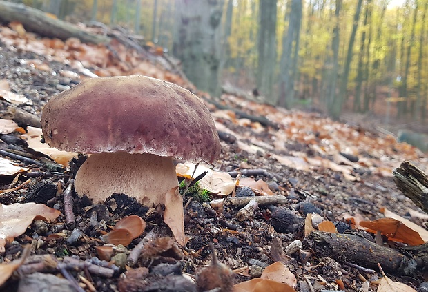 hríb sosnový Boletus pinophilus Pil. et Dermek in Pil.