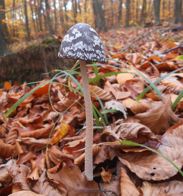 hnojník strakatý Coprinopsis picacea (Bull.) Redhead, Vilgalys & Moncalvo