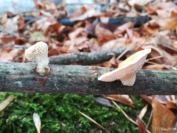 trúdnik veľkopórový Neofavolus alveolaris (DC.) Sotome & T. Hatt.