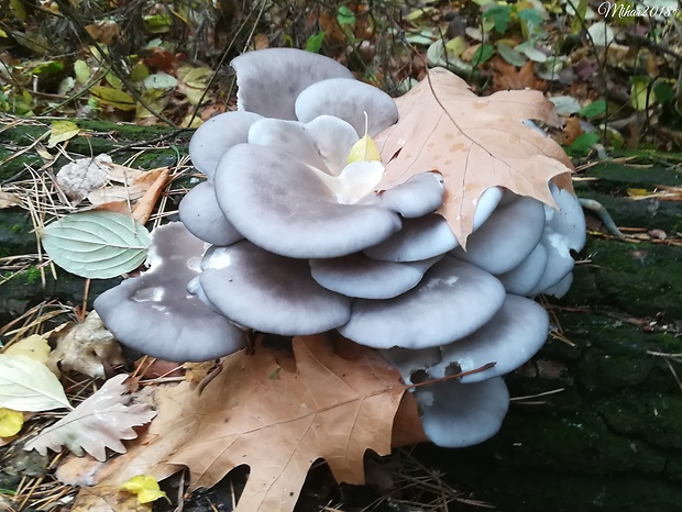 hliva ustricovitá Pleurotus ostreatus (Jacq.) P. Kumm.