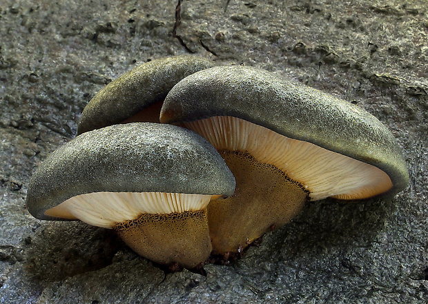 pňovka neskorá Sarcomyxa serotina (Pers.) P. Karst.