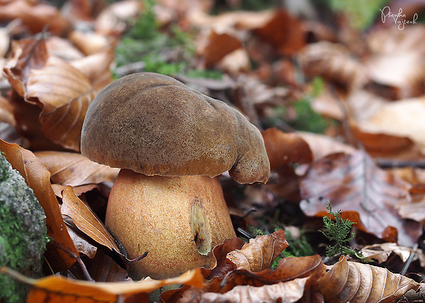 hríb zrnitohlúbikový Sutorius luridiformis (Rostk.) G. Wu & Zhu L. Yang