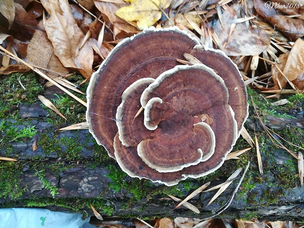 trúdnikovec pestrý Trametes versicolor (L.) Lloyd