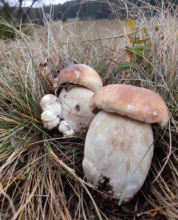 hríb smrekový Boletus edulis Bull.