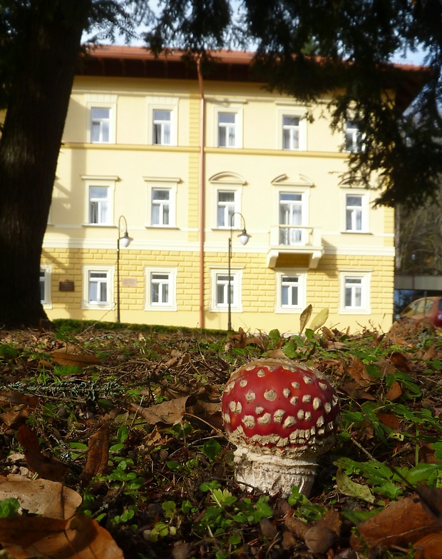 muchotrávka červená Amanita muscaria (L.) Lam.