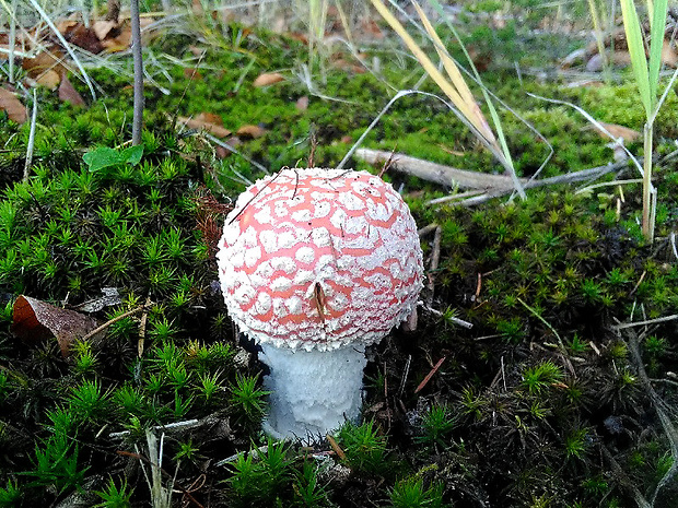 muchotrávka červená Amanita muscaria (L.) Lam.