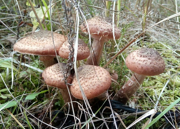 podpňovka žltá Armillaria gallica Marxm. & Romagn.