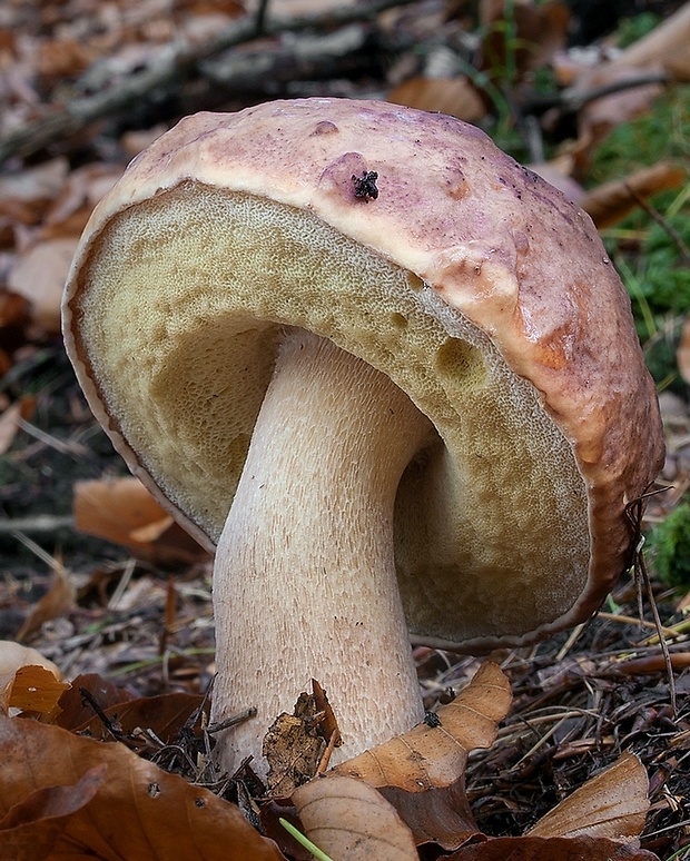 hríb sosnový Boletus pinophilus Pil. et Dermek in Pil.