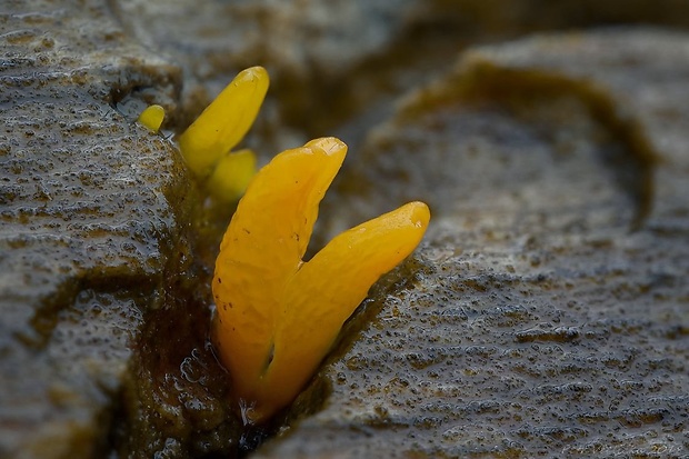 parôžkovec Calocera sp.