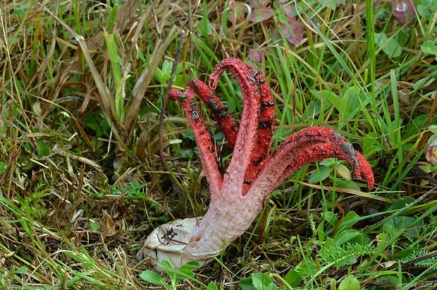 mrežovka kvetovitá Clathrus archeri (Berk.) Dring