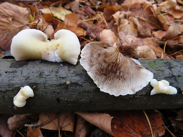 pahliva mäkká Crepidotus mollis (Schaeff.) Staude