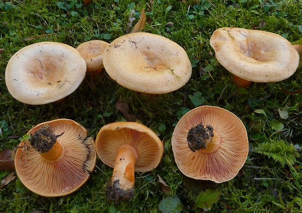 rýdzik smrekový Lactarius cf. deterrimus R. Heim & Leclair