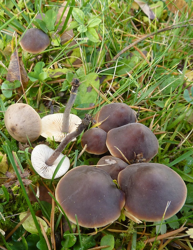 smeťovček uhorkový Macrocystidia cucumis (Pers.) Joss.