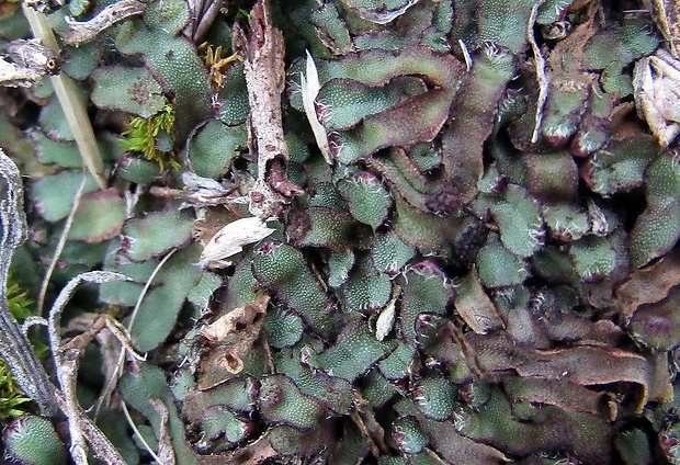 grimaldia (sk), mozolka vonná (cz) Mannia fragrans