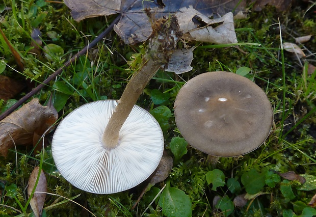 tmavuľka Melanoleuca malenconii?