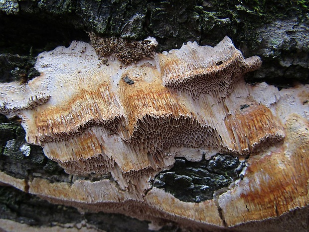 dubovnica pružná Pachykytospora tuberculosa (Fr.) Kotl. & Pouzar