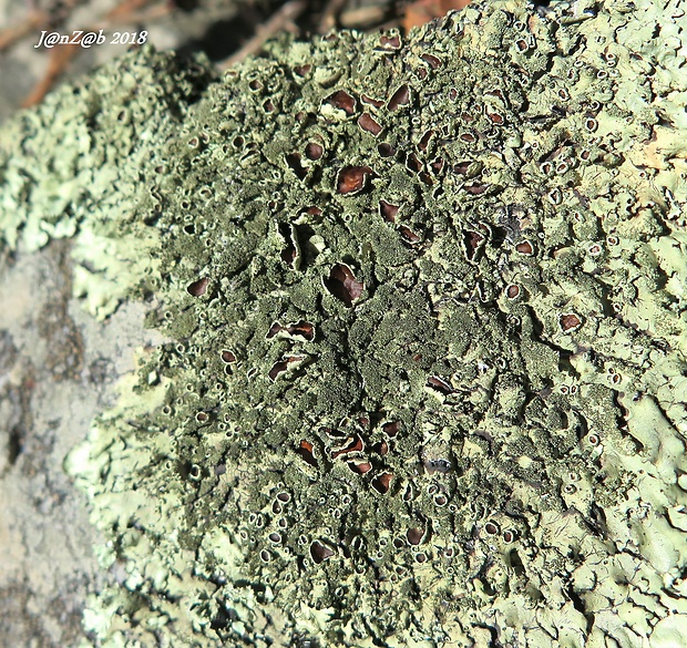 diskovka skalná Parmelia saxatilis (L.) Ach.